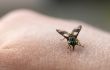 Insect