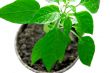 Plant