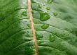 Wet leaf
