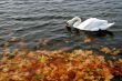Swan