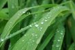 Grass with drops of a rain