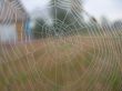 Web with dew
