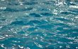 swim