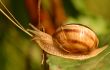 Snail