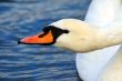 Swan