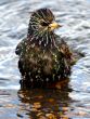 Starling