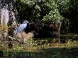 little Blue Heron