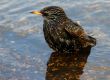 Starling