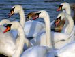 Swans