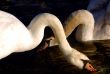 Swans