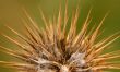 Thistle