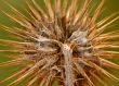 Thistle
