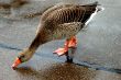 Goose