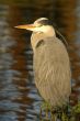 Heron