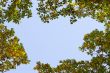 autumn frame