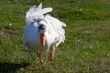 goose