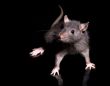 rat