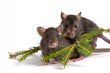two rats