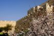 Spring In Jerusalem