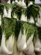 Bok Choy Greens