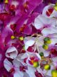 White and Purple Orchids