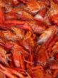 Red Crawfish
