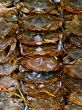 Pile of Fresh Crab