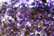 Raw amethyst gemstones