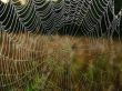 web and water