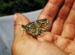 butterfly on hand