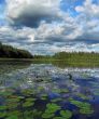 clouds and water lilies