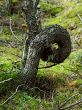 forest loop
