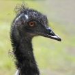 Protrait of an emu