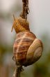 Snail