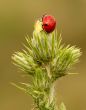 Ladybird