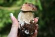 edible mushroom in woman hand with focus on it