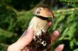 edible mushroom in woman hand with focus on it