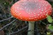 Fly agaric mushroom