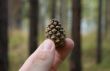 Pine cone in fingers