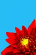 red flower with blue sky on the background