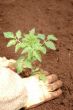 Planting a seedling