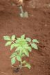 Gardener planting seedlings