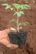 Planting a seedling