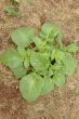 Potato plant