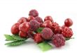 Summer Berries - Shallow DOF
