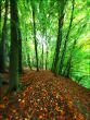 Walk In The Woods