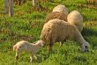 Sheeps
