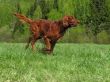 Running setter