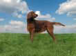 Red setter
