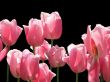 Pink tulips